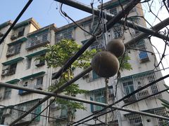 -广州神农草堂中医药博物馆