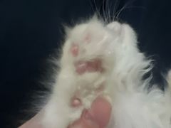 -瑞鹏宠物医院·骨科·猫科·内科(第一中心)