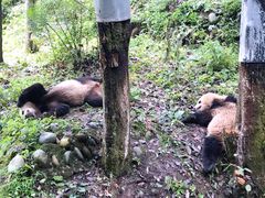 -中国大熊猫保护研究中心雅安碧峰峡基地