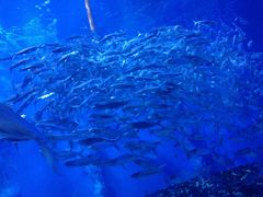 -成都浩海立方海洋公园