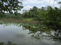 -老木棉·匠园