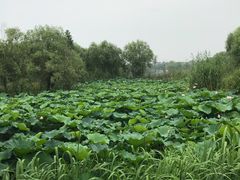 -长兴太湖图影湿地文化园