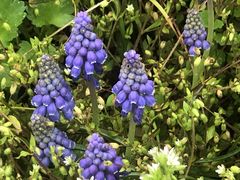 -上海鲜花港