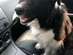 -北京恒爱动物医院(清景园分院)