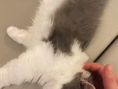 -猫腻·猫咖·撸猫馆(星光大道店)