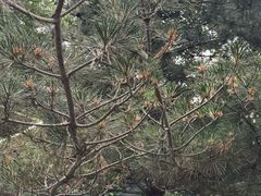 -尚庄度假村·庭台树下·户外烧烤·团建CS·轰趴营地(上庄水库店)