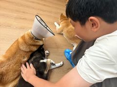 -是阿柴呀！柴犬咖啡·爱喵喵猫咖