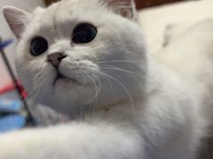 -瑞鹏宠物医院犬猫全科(真大分院)