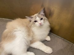 -飞行喵MR PILOT|猫舍·猫咖(静安大融城店)
