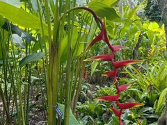 -中国科学院西双版纳热带植物园