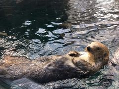 -西雅图水族馆