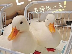 -怪兽屋·羊驼·猫咖·狗咖(俊华广场店)