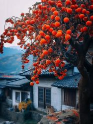 -HEYAN荷妍专业脱毛连锁机构