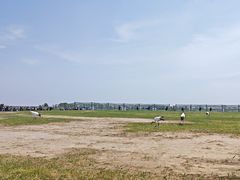 -盐城丹顶鹤湿地生态旅游区