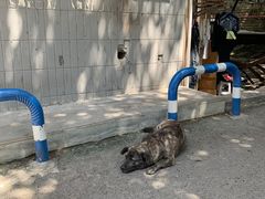 -好吃狗凉糕总店