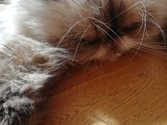-猫小院猫主题咖啡厅(北锣店)