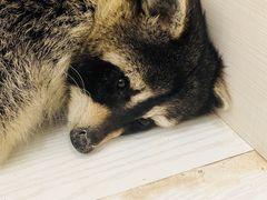 -浣熊柯尔鸭土拨鼠·电玩咖
