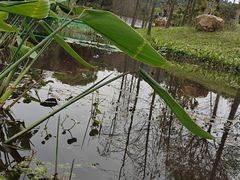 -东莞植物园