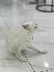 -镁连社·美联社