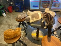 -more than meow吴止猫主题餐厅(承德 中船汇店)