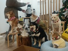 -柴迷FANS CLUB·柴犬狗咖·猫咖