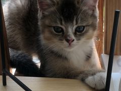 -喵汪宠物生活馆(涞坊路店)