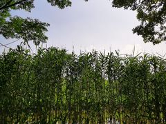 -梁鸿国家湿地公园