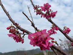 -天适樱花悠乐园