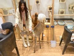 -猫色咖啡·猫咖