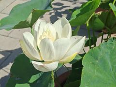 -莲花池公园