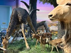 -国家自然博物馆