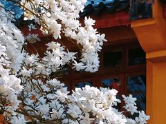 -龙华寺