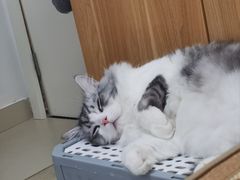 -天使宠物医院·犬猫分诊(彩虹店)