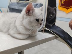 -中农国际动物医院24小时·猫科·骨科·急重症中心