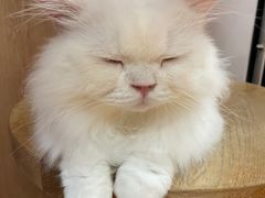 -MOCHA明星猫咖(田子坊店)