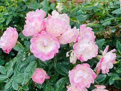 -人民公园(罗湖区)