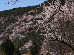 -妙峰山风景名胜区