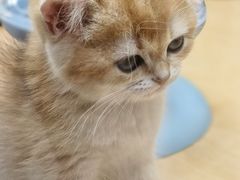 -帕帕拉兹宠物(亚洲旗舰店)