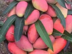 -果叔(红旗街店)