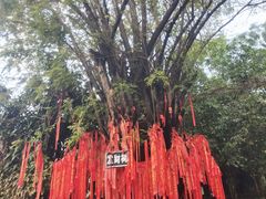 -独树成林