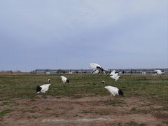 -盐城丹顶鹤湿地生态旅游区