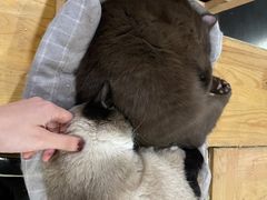 -猫小院猫主题咖啡厅(北锣店)