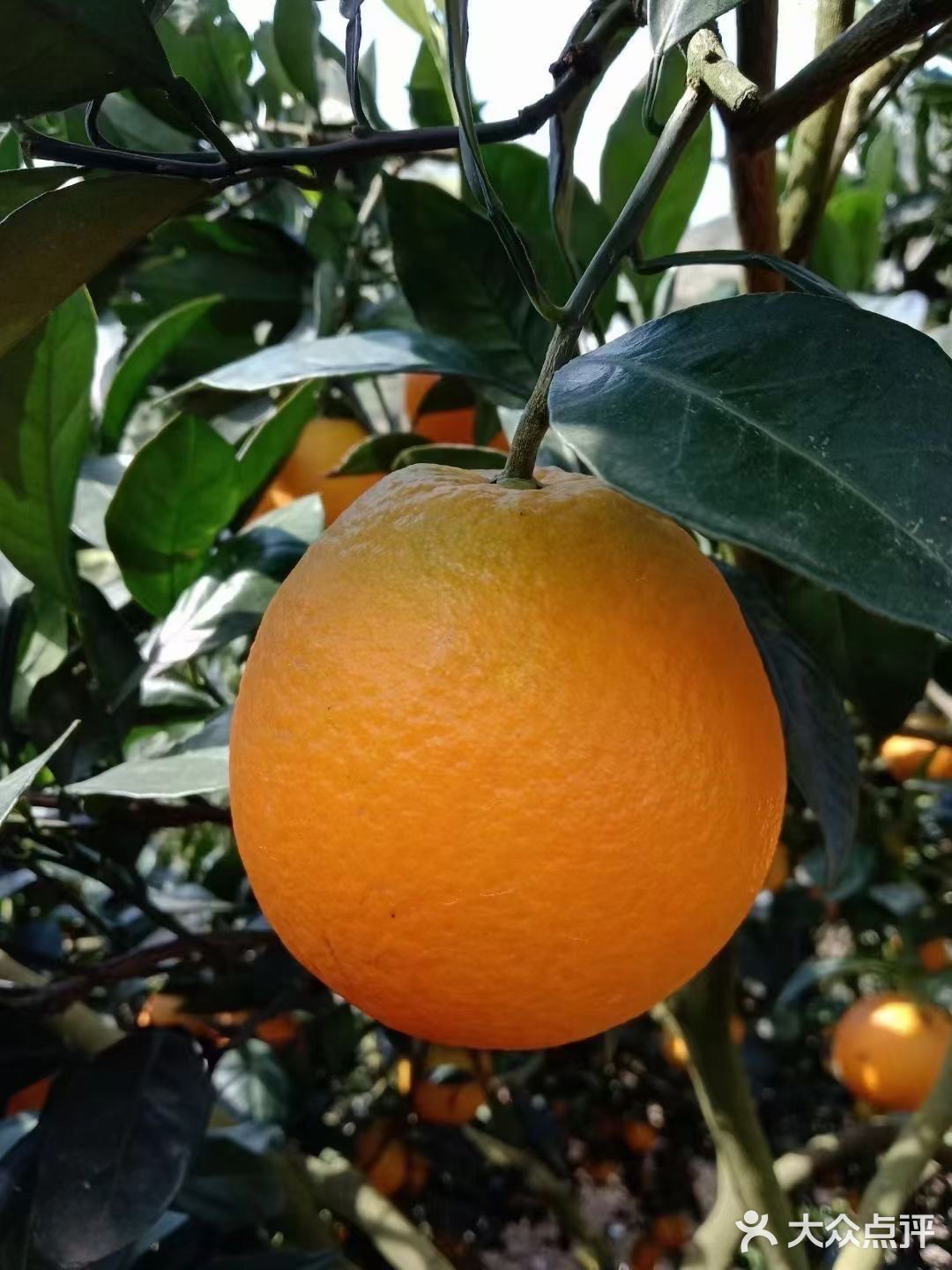 自家种植的纯绿色纽荷儿橙子🍊