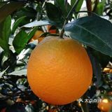 自家种植的纯绿色纽荷儿橙子🍊