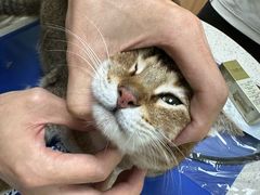 -瑞鹏宠物医院·夜间急症·心超·猫科(祖庙分店)