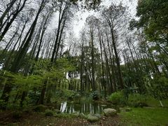 -上海共青森林公园