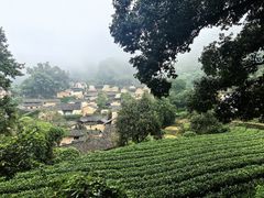 -杨家堂村