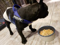 -百好乐宠物友好餐厅(朝外大街店)