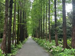 -上海滨江森林公园
