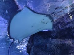 -江和美海洋公园